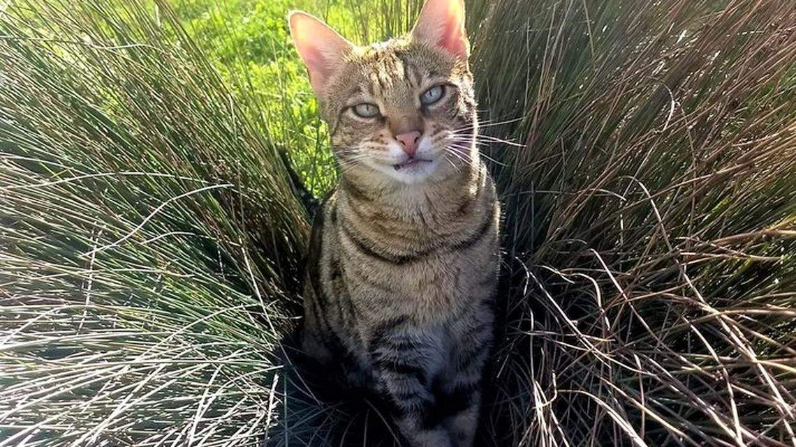 A woman won a $125,000 settlement with the City of Bellevue and King County in Washington after she was fined over $30,000 for her cat “trespassing” on neighbors’ properties from 2014 to 2019.