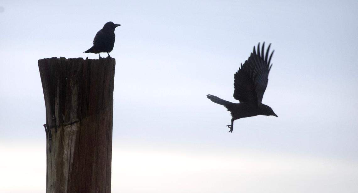 A crow takes off from a piling at DeMolay Sandspit Park on Fox Island, Washington, on Wednesday, Feb. 21, 2024. PenMet Parks has plans for improvements to the park that some in the area worry could lead to a decline in wildlife that thrives in the woods, beach and sandspit.