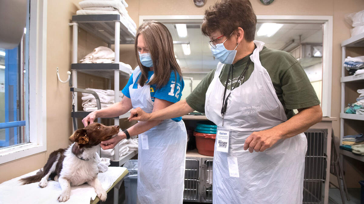 Volunteers Maria McMillion (left) and Kathy Newschwander, both of Tacoma, give a bath to a newly arrived stray dog at the Humane Society for Tacoma & Pierce County in Tacoma, Washington, on Wednesday, July 7, 2021.