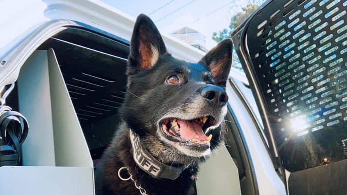 K-9 Zepp is retiring at the age of 9.