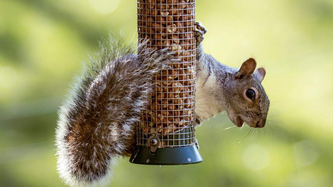 ‘It’s on my head.’ Pregnant woman attacked by squirrel in Tacoma shares story