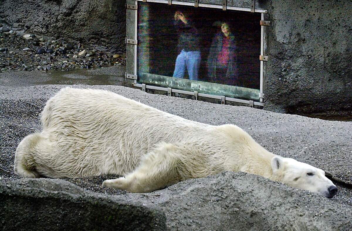 Blizzard, the Polar Bear, all 794 pounds of him, relaxes on a rock at Pt. Defiance Zoo on Nov. 16, 2001 as Polar Bear fans take pictures from the window. Blizzard and Glacier, the two Zoo Polar bears came to the zoo in 1997 as cubs from Canada.
