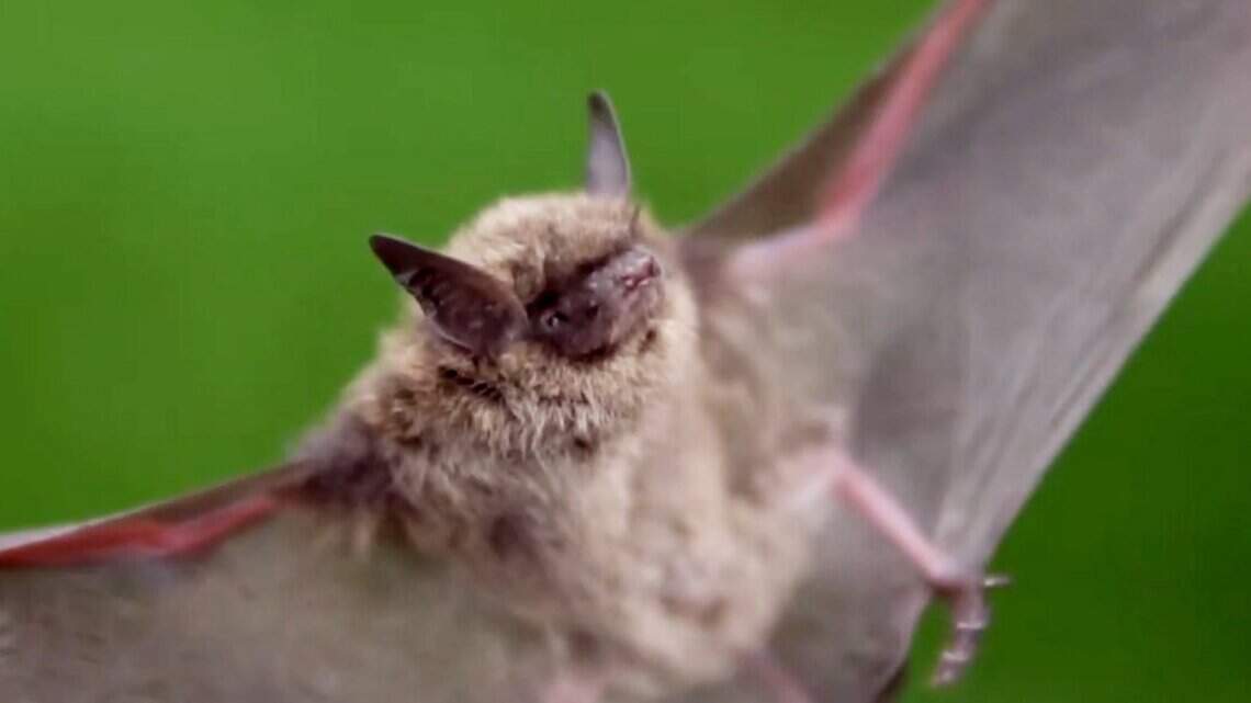 Search is on for woman who got rabid bat caught in her hair at WA park
