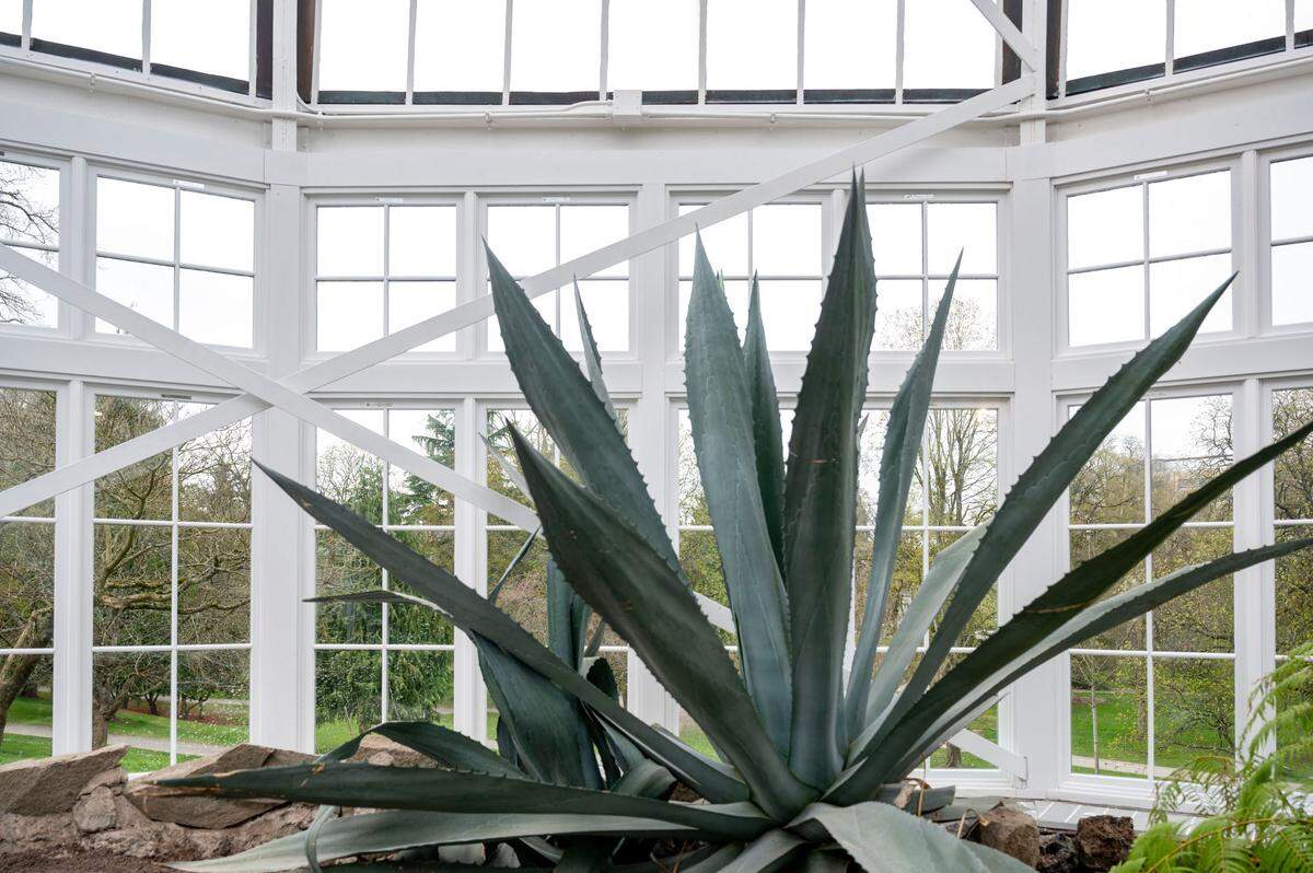 Planted in 1988, this 10-foot-tall blue agave plant sits next to the window in the rotunda section of the Seymour Conservatory on Thursday, March 31, 2022, at Wright Park in Tacoma, Wash.