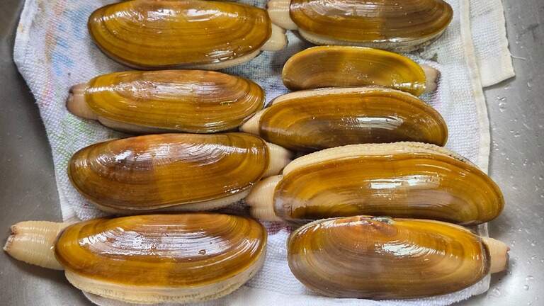 It’s time for clam guns and shovels! Fall razor clam season is back, sort of