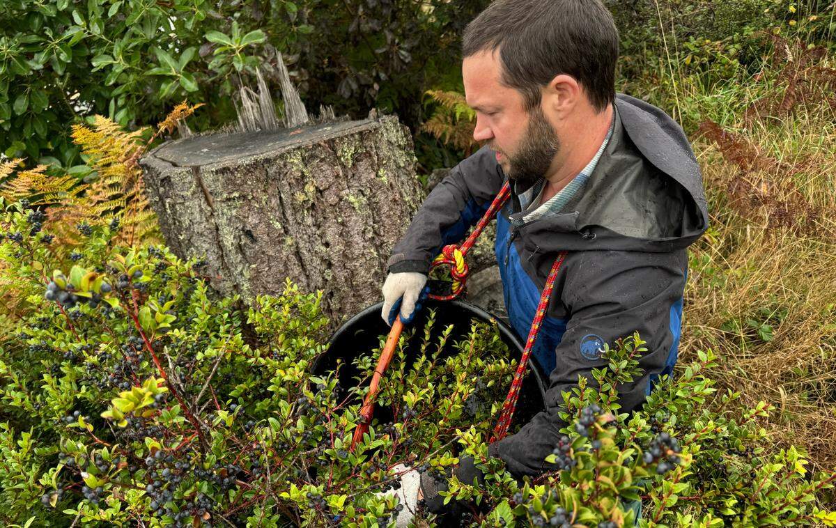Adam DeLeo wades through huckleberry bushes to harvest the ripe berries on the Key Peninsula in 2024.