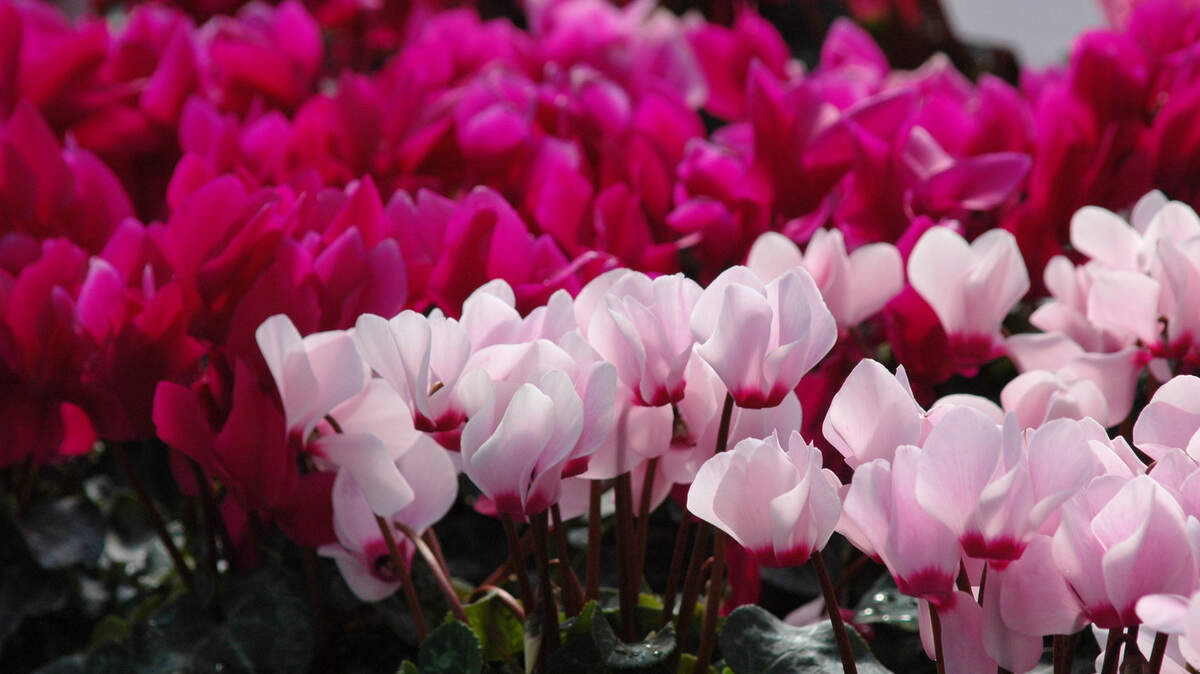 Tulips, daffodils and crocus are classic spring bloomers but also look for minor bulbs such as cyclamen, which come in all the traditional Valentine’s Day colors.
