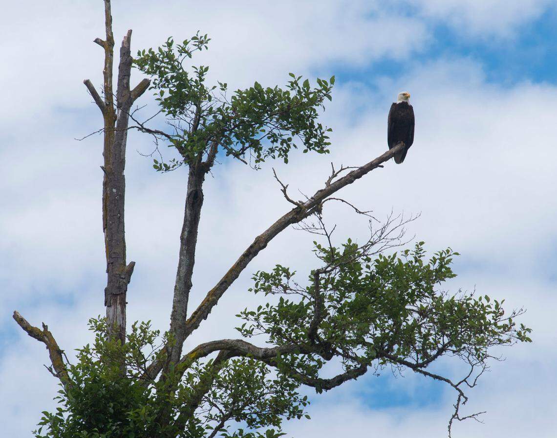 Perched on a branch, an eagle surveys its surroundings on a bank of the Nisqually River.