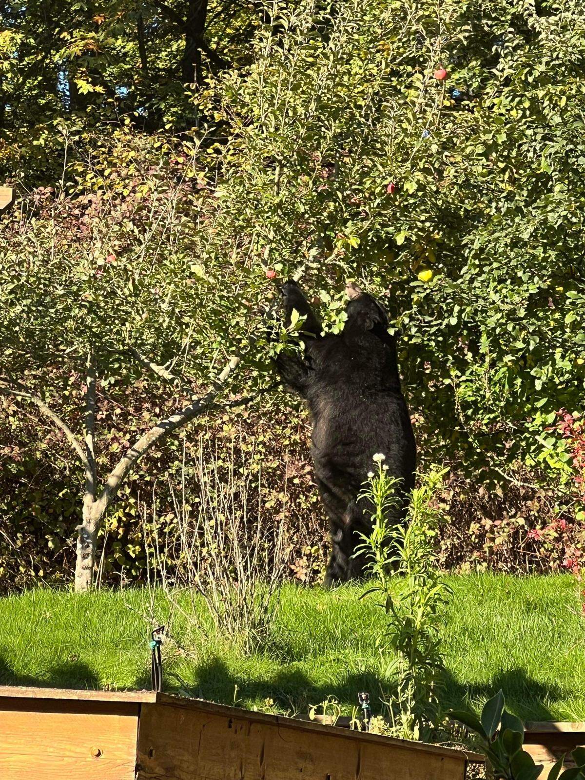 A black bear was seen eating apples in Ashley Peterson’s yard near Goodman Middle School in the Gig Harbor area, Oct. 30, 2023.