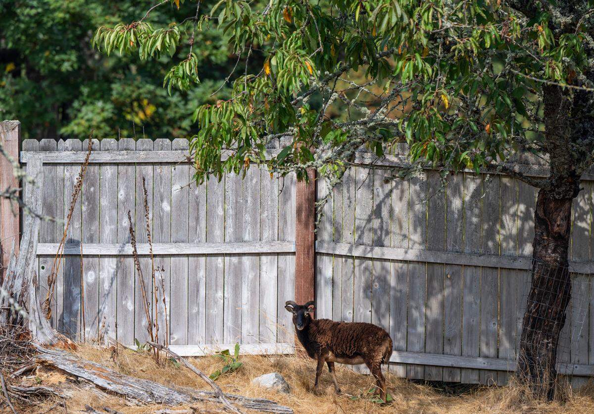 Pat the ram stands under a tree in her enclosure at Graham Fire and Rescue Station 96 in Graham, Wash. on Oct. 4, 2022. Pat was rescued by firefighters at the station after she was reported wandering around the area. She now lives with the station’s goats, Torch and Drip, after the station was unable to locate her owner.
