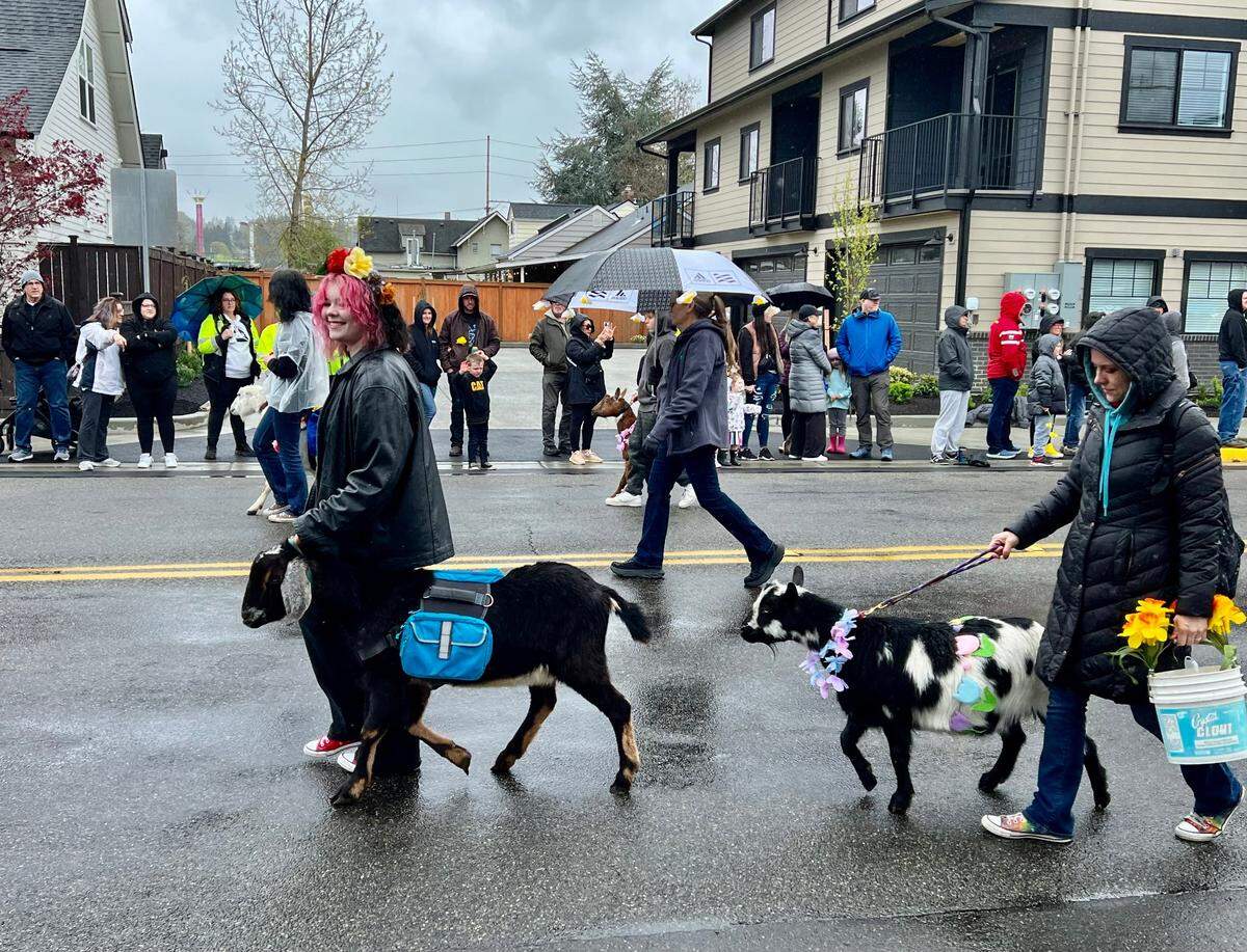 Rain marked the 2024 Daffodil Festival parade in Puyallup on Saturday, April 6.