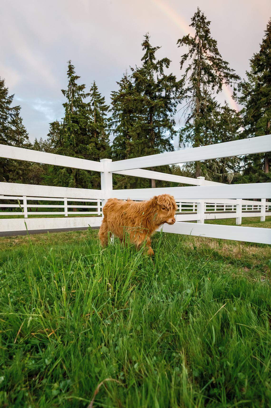 Daisy May, a mini red Highland calf, in an enclosure at her home in Gig Harbor.