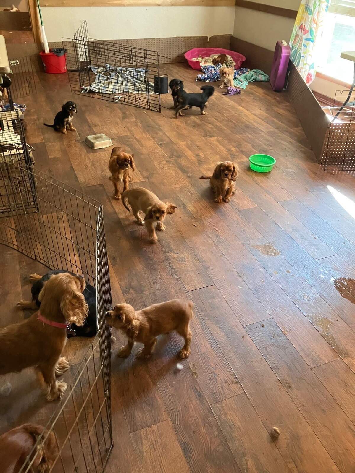 Deputies and Animal Control officers from the Pierce County Sheriff’s Department located 68 dogs including puppies at a trailer home in Lakebay on the Key Peninsula July 18.