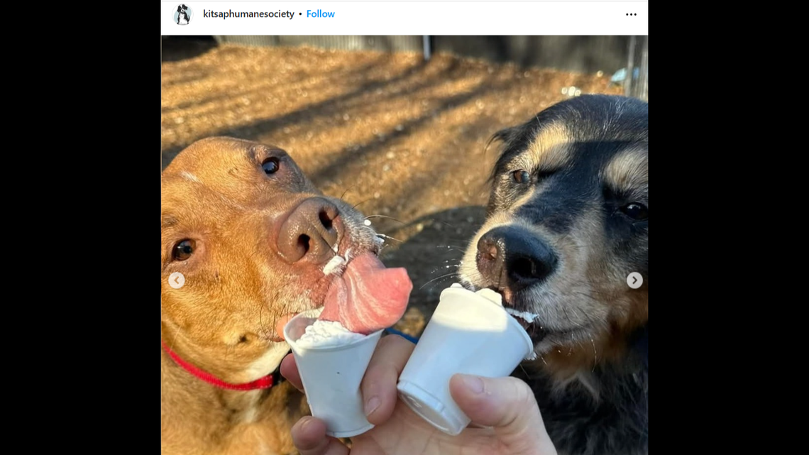 Adopting Bonded Pair Dogs: Double the Love & Joy