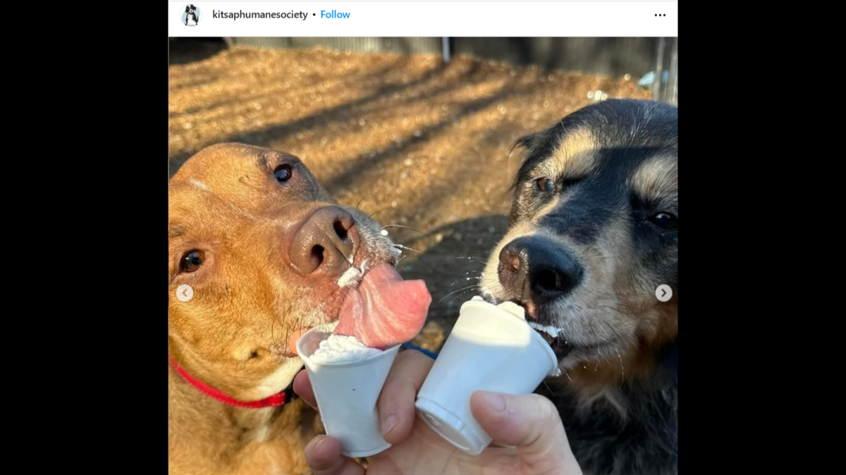 The closely-bonded pals nearly faced a future apart until a staff member at the shelter stepped in to save the day.
