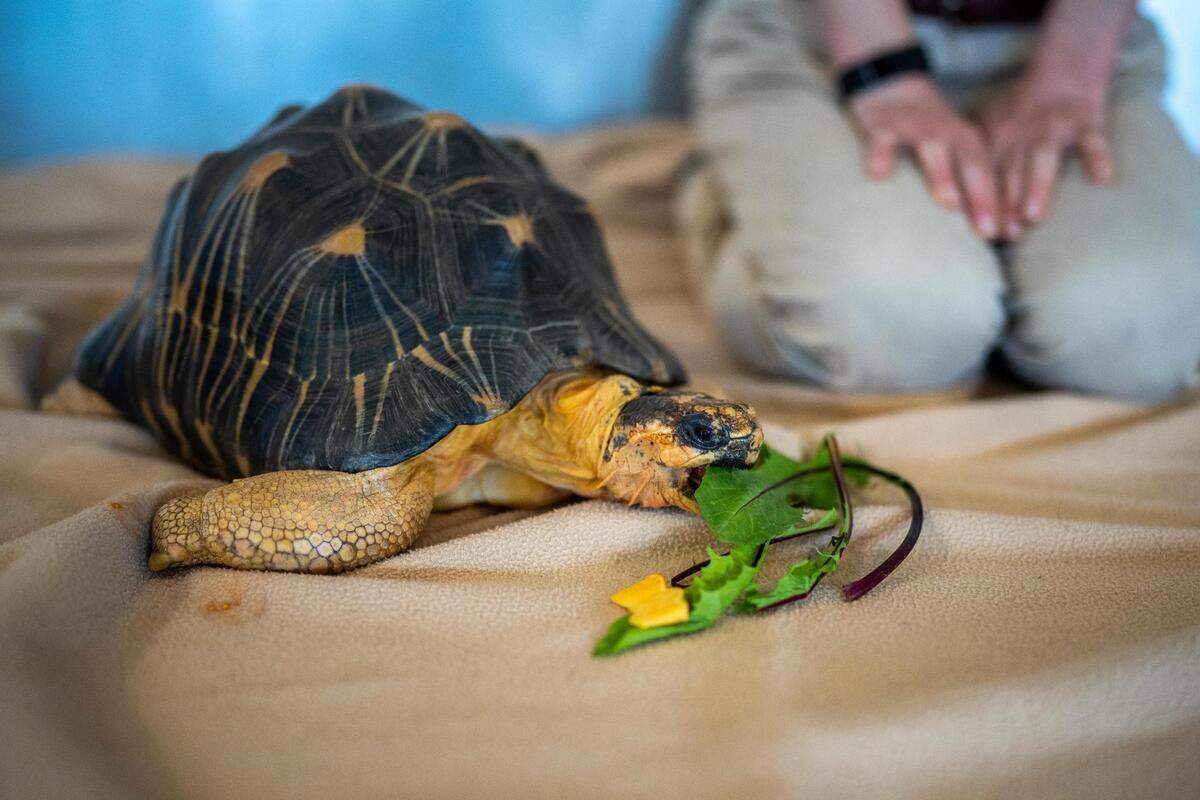 Jumbo Jet the tortoise was brought from the Point Defiance Zoo in Tacoma to help unveil a new display at Sea-Tac Airport to educate travelers about wildlife. The display was produced in partnership with Woodland Park Zoo and the Point Defiance Zoo & Aquarium.