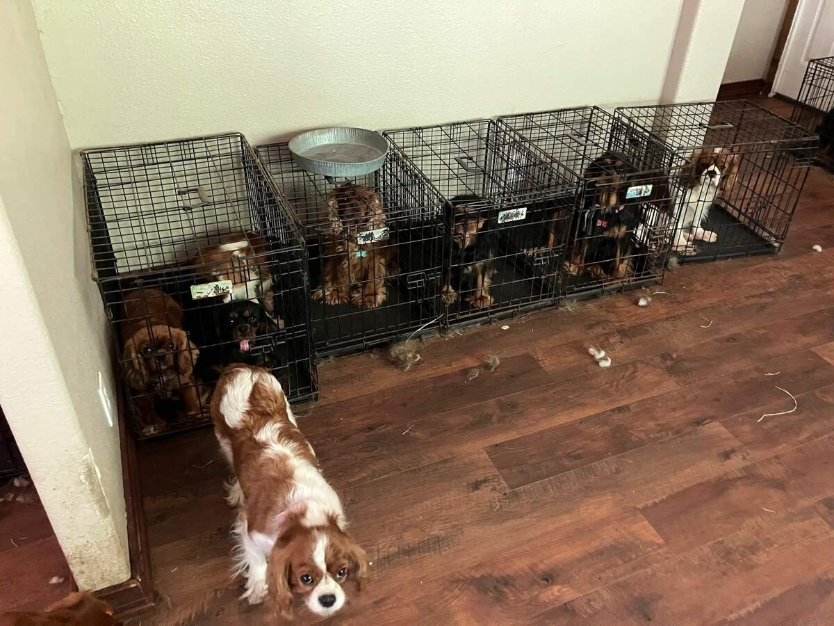 Deputies and Animal Control officers from the Pierce County Sheriff’s Department located 68 dogs including puppies at a trailer home in Lakebay on the Key Peninsula July 18.