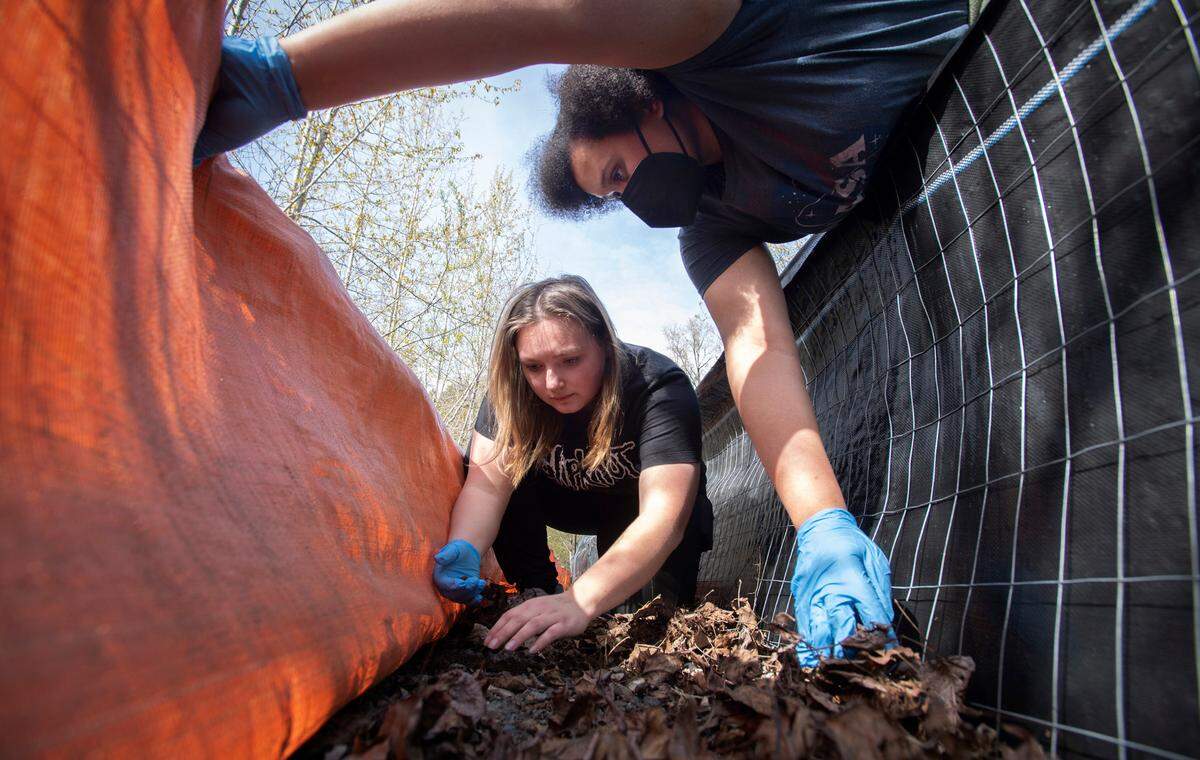 Saint Martin’s junior Quin Butler (left) and senior Dioni Roberson look for newts trapped by anti-frog fencing at the water retention ponds near Saint Martin’s University in Lacey, Washington, on Wednesday, April 6, 2022.