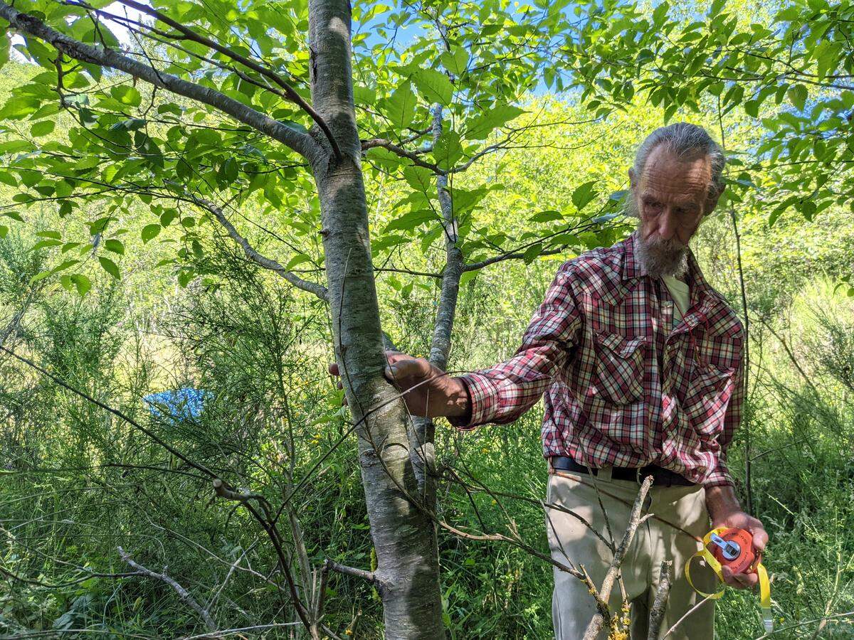 Botanist Robert F. Holland measuring the diameter of the most prominent tree on Plot 47 during a July 2022 research expedition to Mount St. Helens.