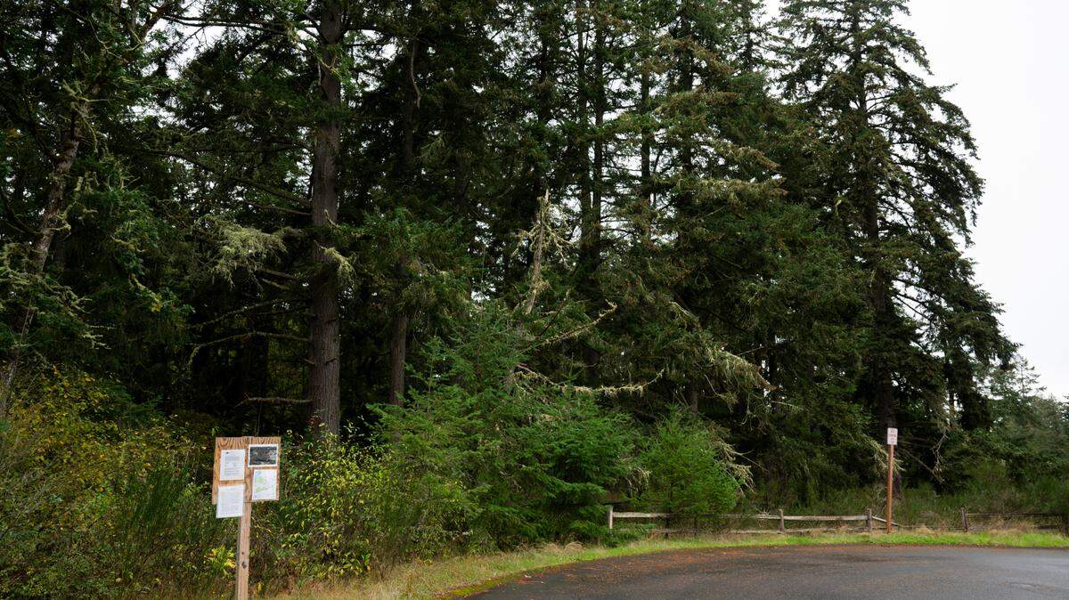 The proposed site where a 256,800 sq ft office/warehouse building would be built on about 19.65 acres of vacant land on the west side of Sequalichew Drive, on Tuesday, Oct. 8, 2024 in DuPont, Wash.