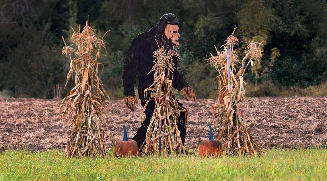 A highly recognizable figure from Northwest folklore appears to be just passing through an east Olympia field along Rich Road Southeast in Thurston County on Sunday, Sept. 20, 2020.