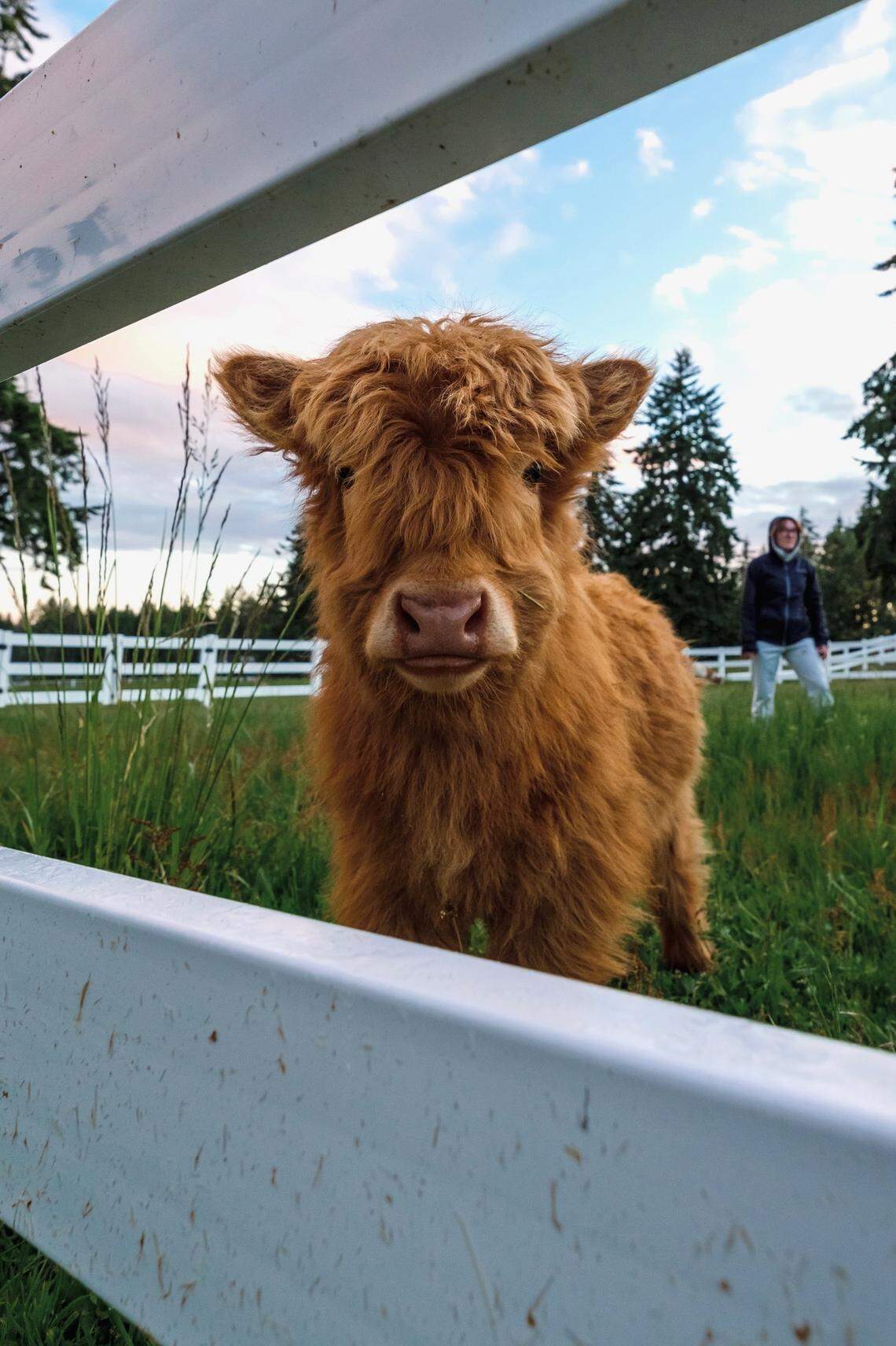Daisy May, a mini red Highland calf, at her home near Gig Harbor.