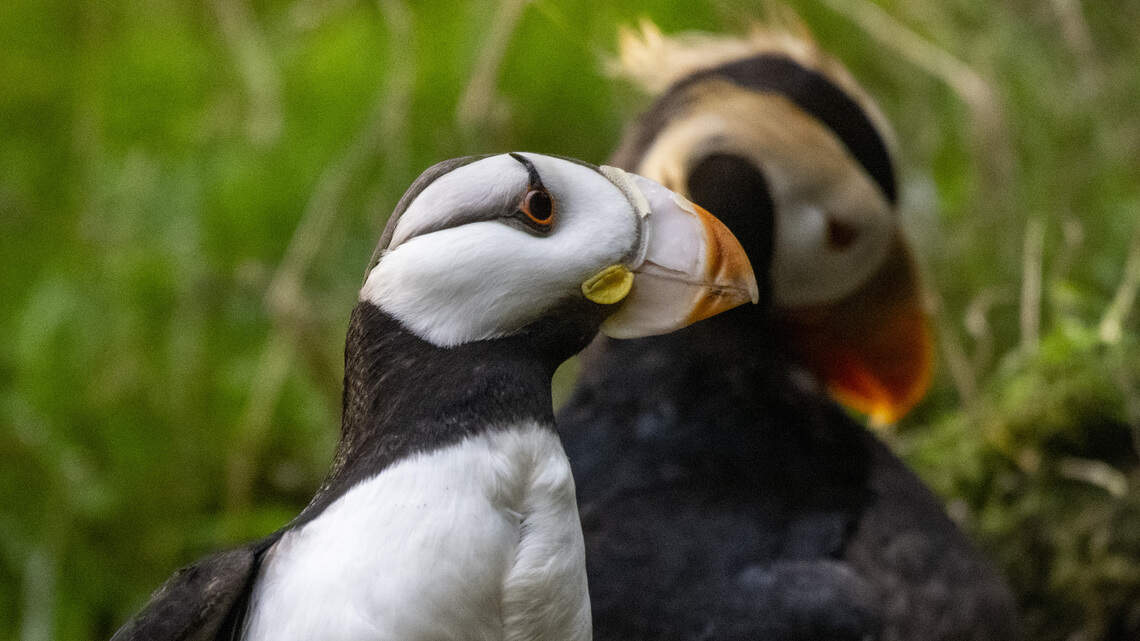 Three puffins die from suspected parrot fever at Tacoma’s Point Defiance Zoo