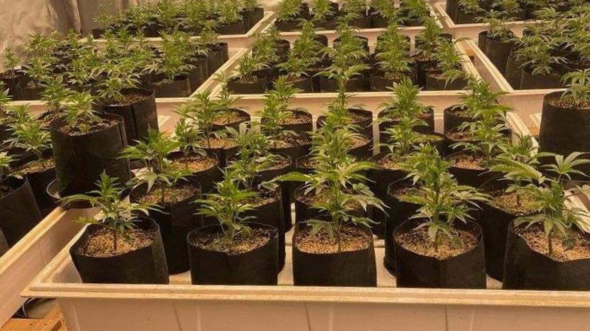 An illegal marijuana grow operation run by Chinese nationals was shut down by multiple Western Washington law enforcement agencies on Wednesday.
