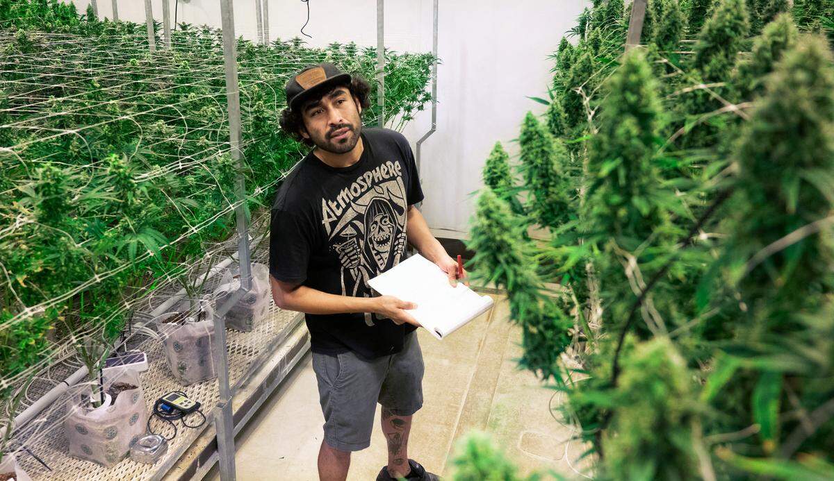 Employee John Mojica of Tacoma checks lighting levels in one of the budding rooms at Royal Tree Gardens cannabis facility in the Nalley Valley District of Tacoma, Washington, on Thursday, Sept. 14, 2023. The industrial area in central Tacoma has seen a boon of growers who aim to put Nalley Valley on the cannabis map.