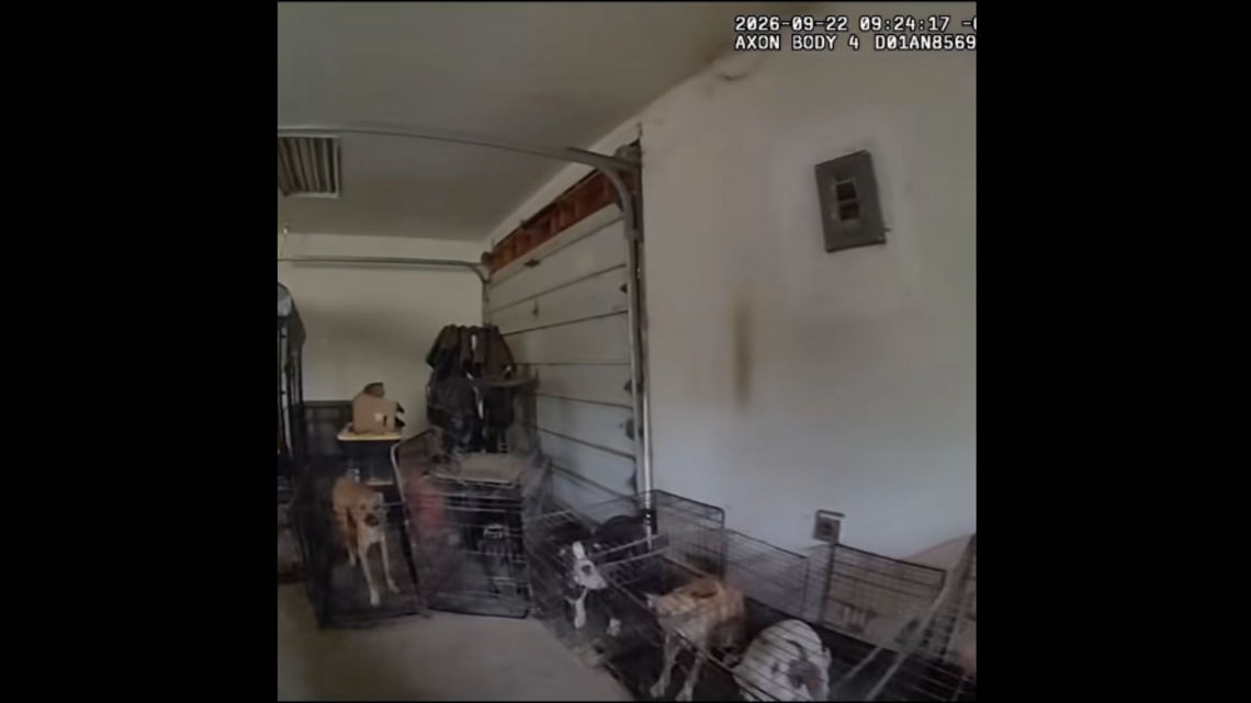 15 dogs, two cats seized from ‘deplorable conditions’ in unlicensed dog rescue