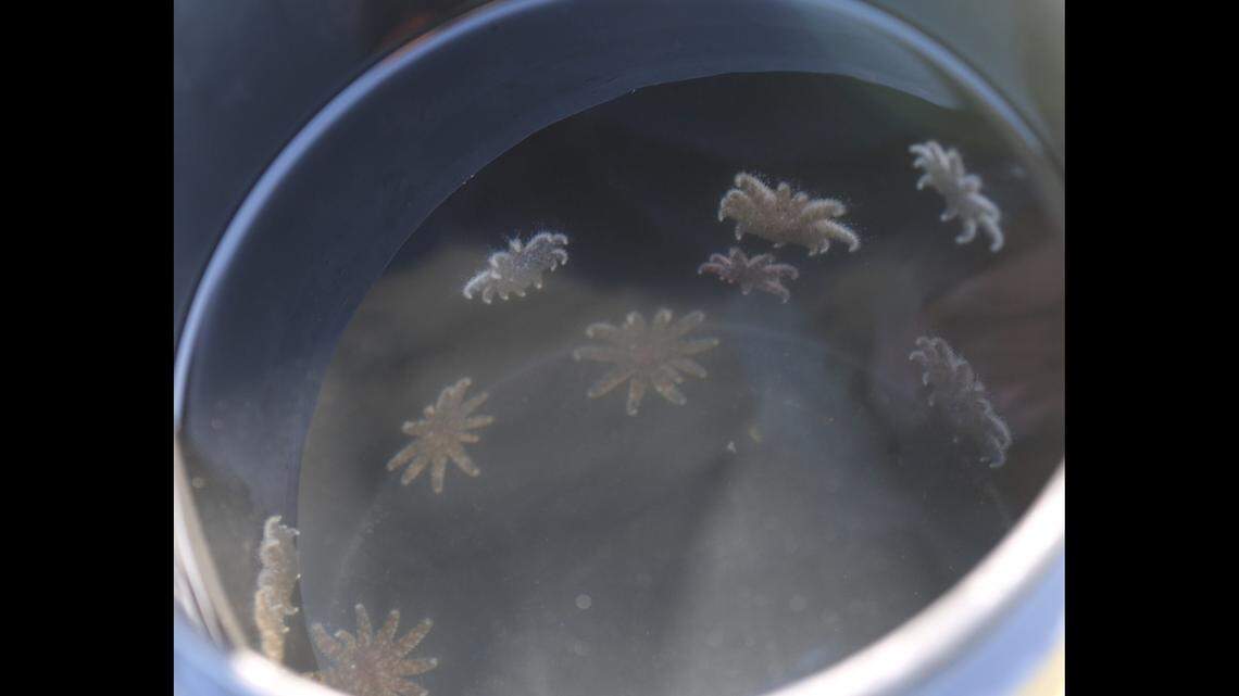 The sunflower sea star was “decimated by an outbreak ... that hit the Pacific Coast between 2013 and 2017,”&nbsp;Oregon Coast Aquarium said.