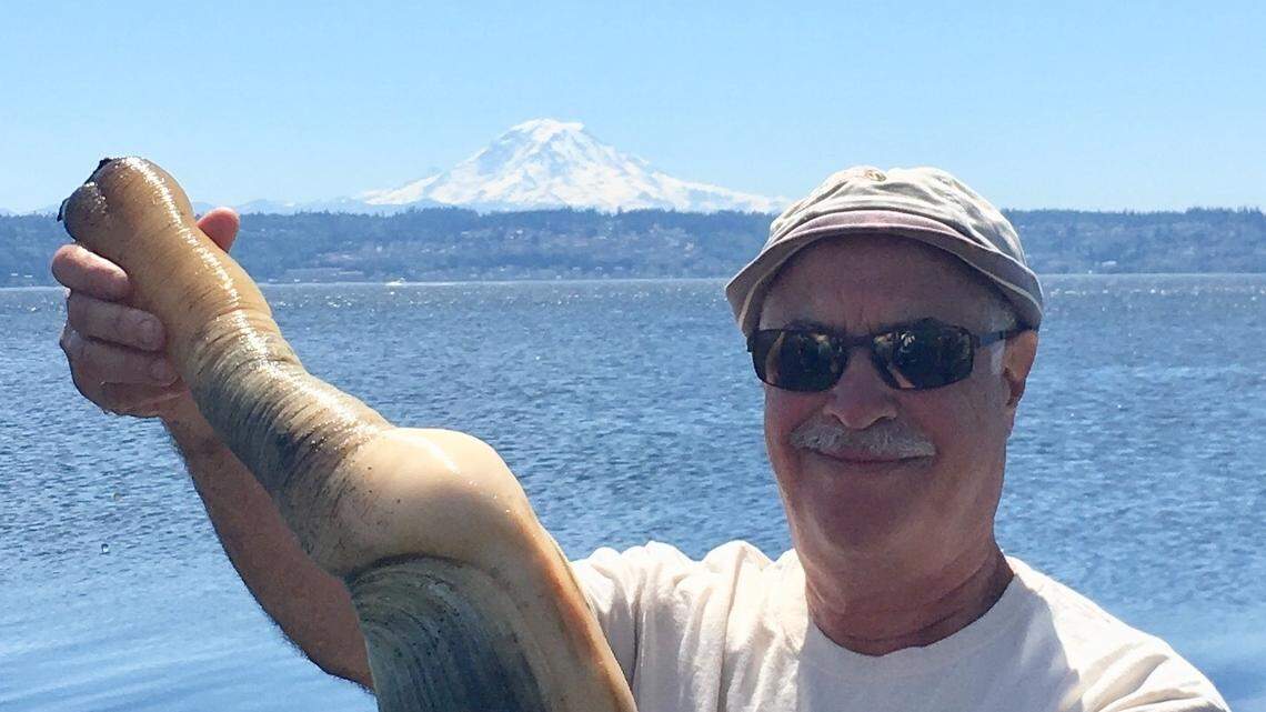 ‘Tis the season to dig for WA’s monster clams. New rules limit harvest
