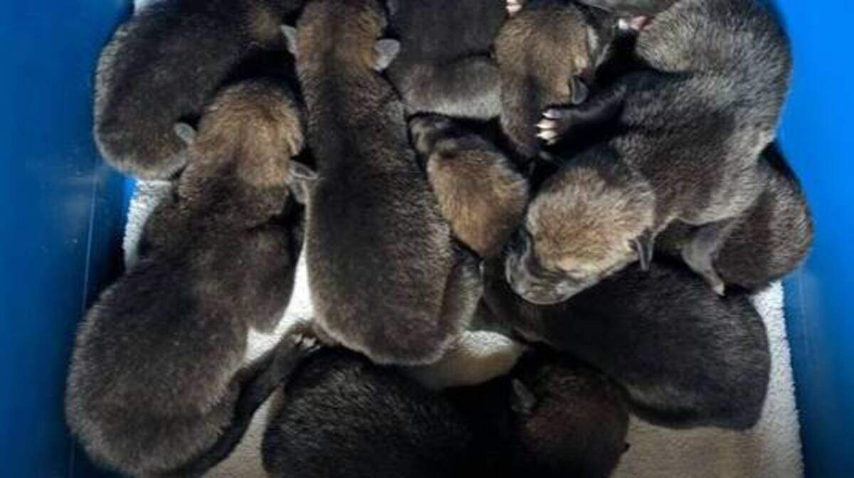 Eight red wolf pups were born at Point Defiance Zoo & Aquarium last weekend. There are believed to be three males and five females.