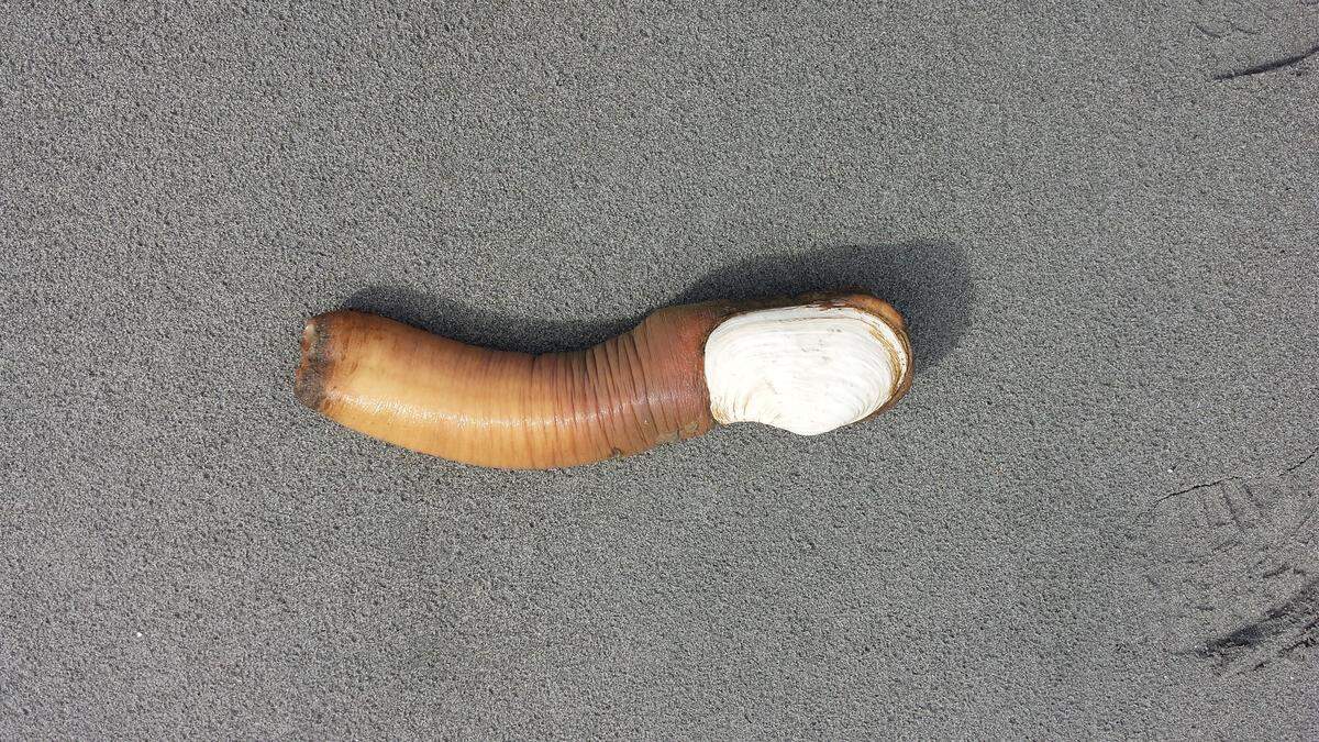 An intertidal geoduck on the mudflats.