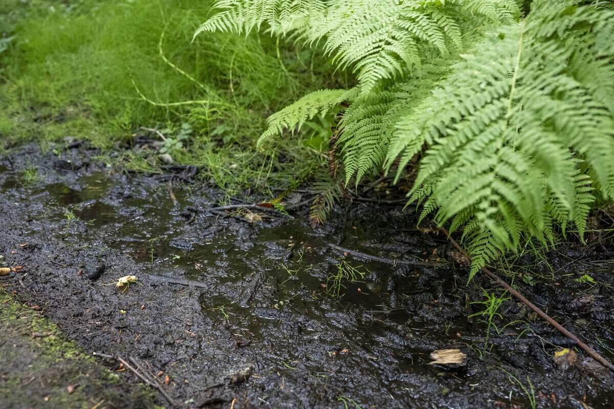 Evidence of seep, or spots where water from an underground aquifer reaches the surface, is visible along the Sequalitchew Creek trail on Monday, June 29, 2026, in DuPont, Wash.