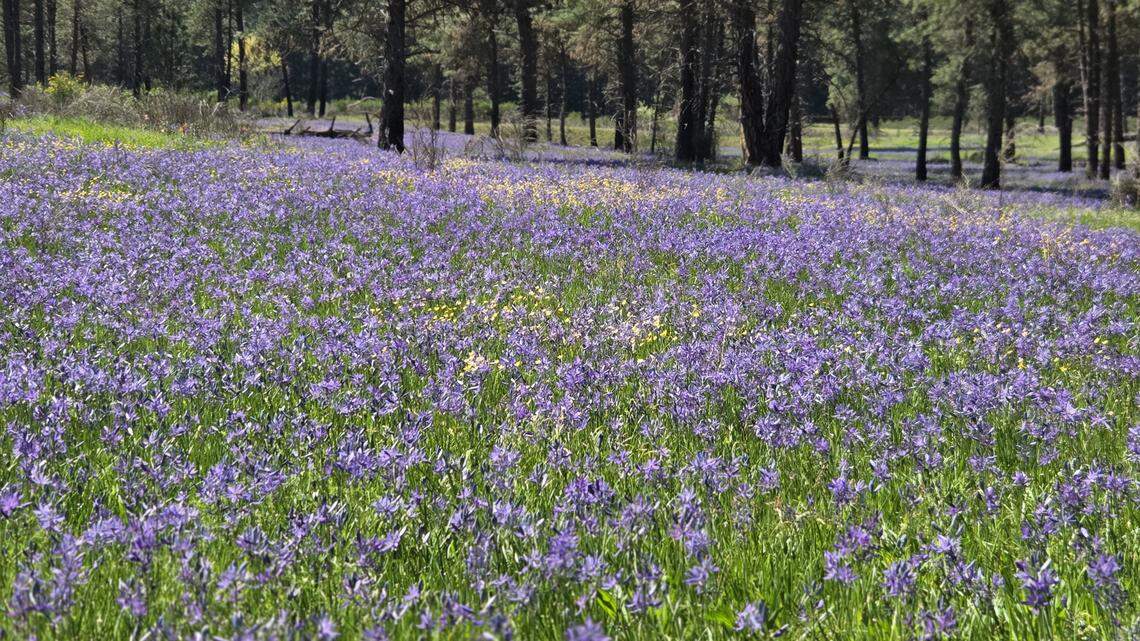 JBLM has secret, undeveloped prairies. Here’s how to access them