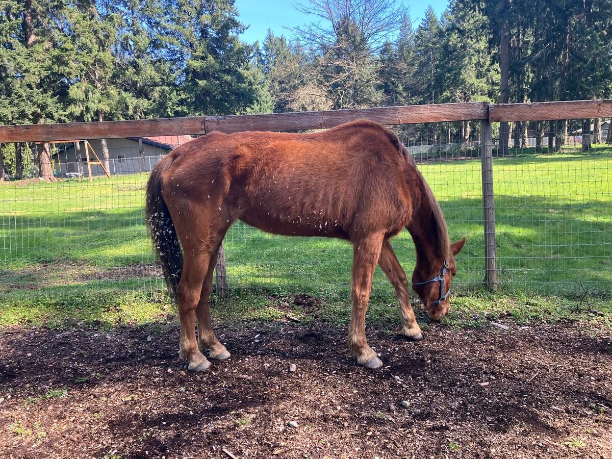 Neglected Key Peninsula horses arrived at a rescue facility on March 14, 2024.