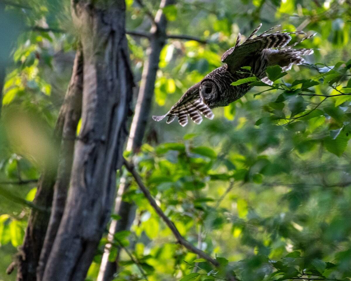 A barred owl swoops at Point Defiance Park
