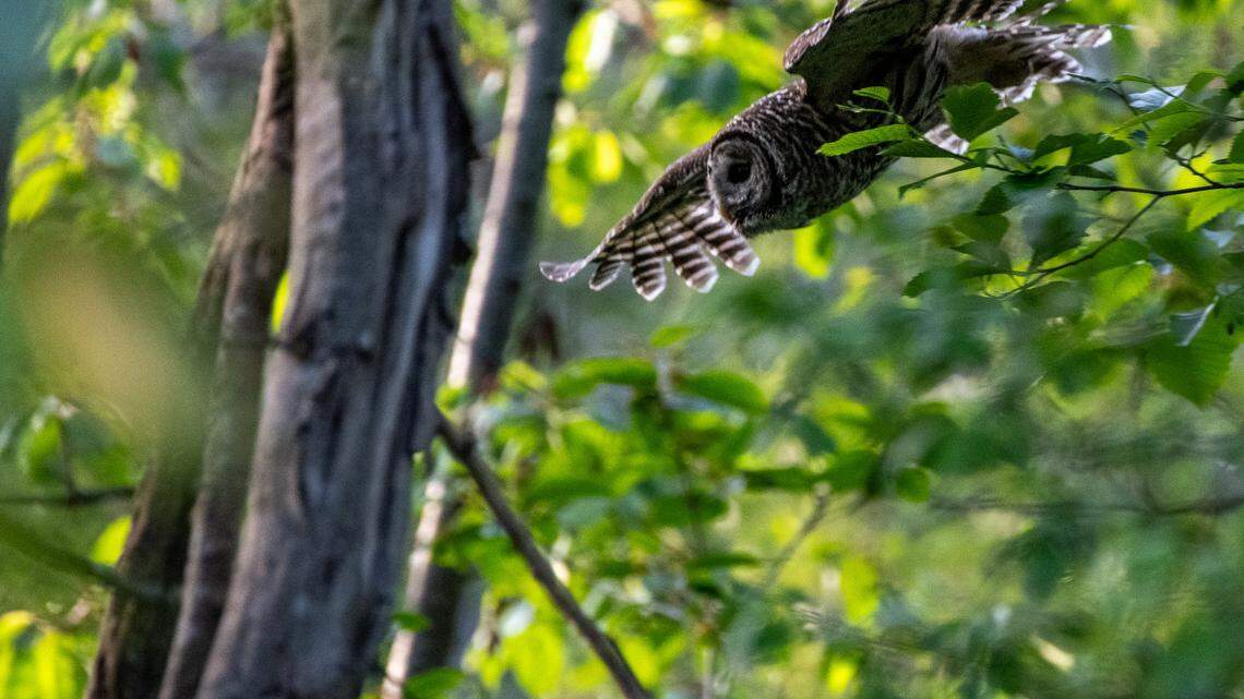 It’s owl dive-bombing season at Point Defiance Park. Here’s what to know