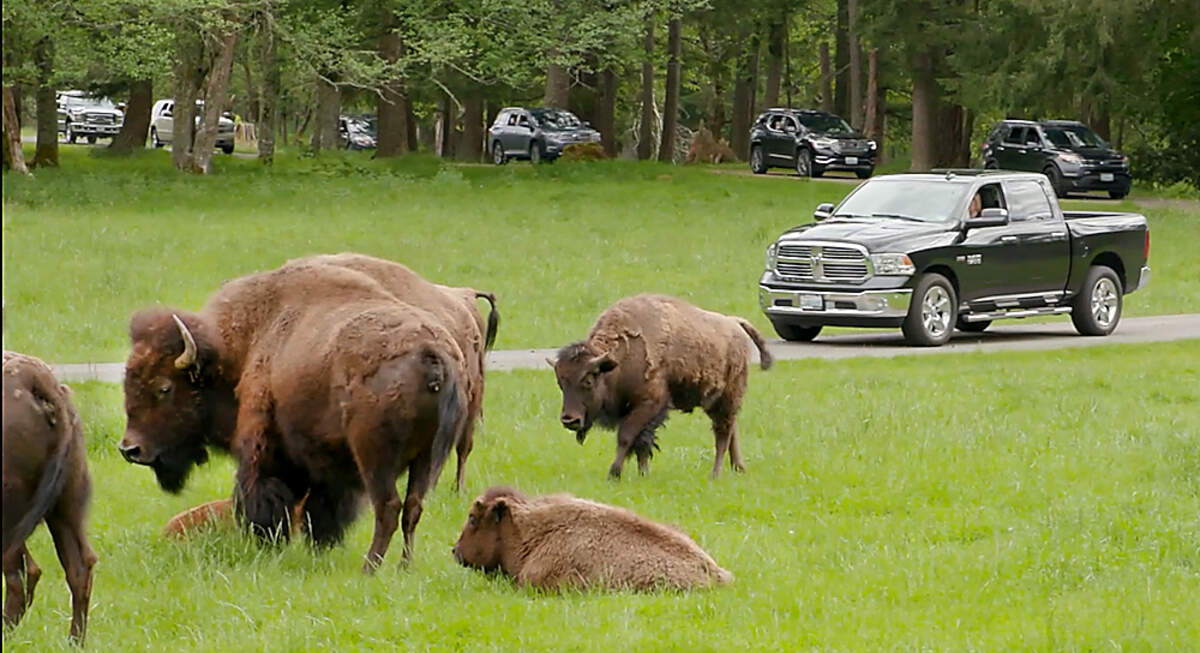 For the first time Ever, the new Wild Drive tour will allow the public to drive their own vehicles through the Northwest Trek Wildlife Park. Starting May 27, small caravans will be led an experienced naturalist who can be heard in real time via an app. The social distancing tour will keep the public safe during the pandemic.