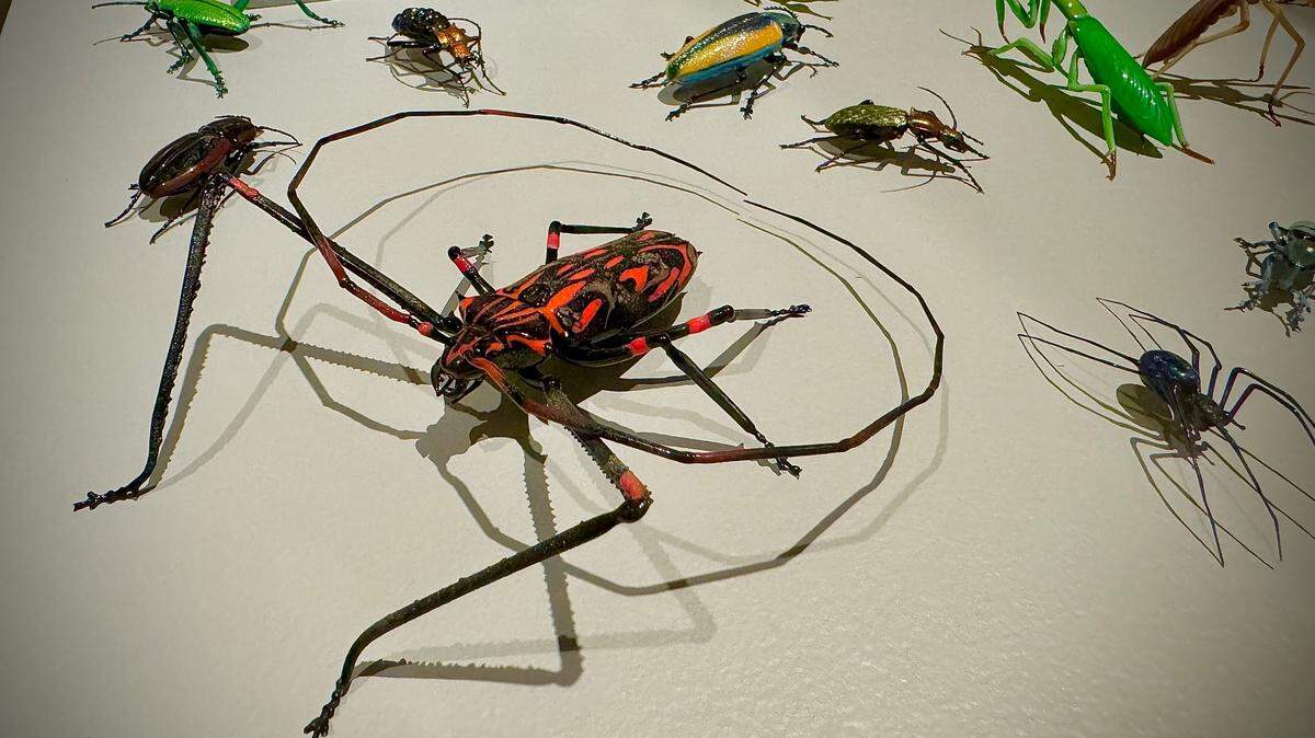 Glass insects by Italian artist Vittorio Costantini greet visitors to “Field Notes: Artists Observe Nature” at Tacoma’s Museum of Glass Saturday, Nov. 16, 2024.