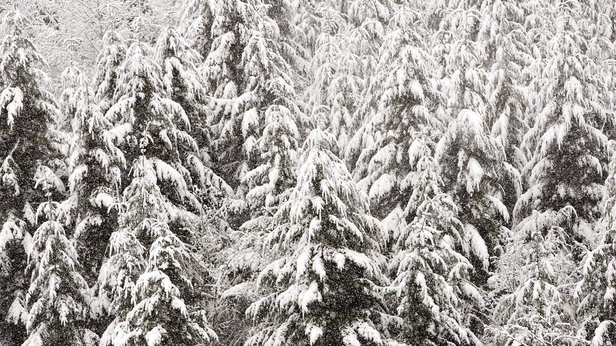 A snow-laden tree fell on a Clark County deputy’s patrol SUV, trapping and critically injuring him, Washington officials say.