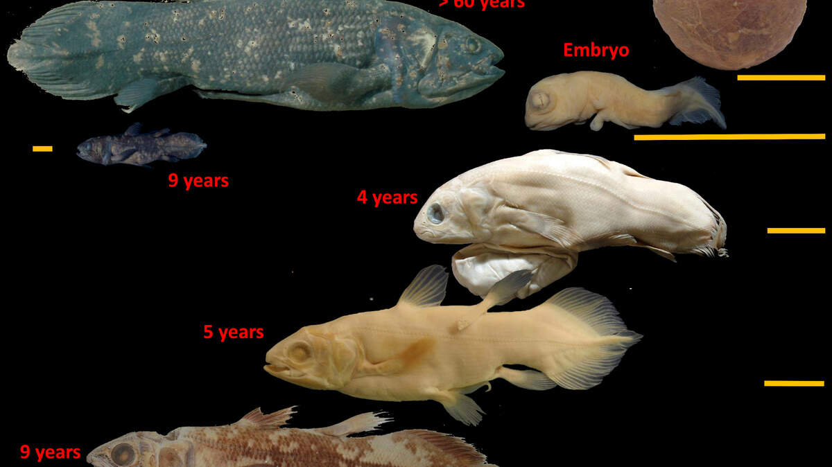 This image provided by Marc Herbin shows the development stages of the coelacanth fish. The “living fossil,” still around from the time of the dinosaurs, can live for 100 years, according to a study released in the Thursday, June 17, 2021 edition of Current Biology. And for females it may seem longer because scientists calculate that the live-birth bearing fish stays pregnant for five years. (Marc Herbin/MNHN via AP)