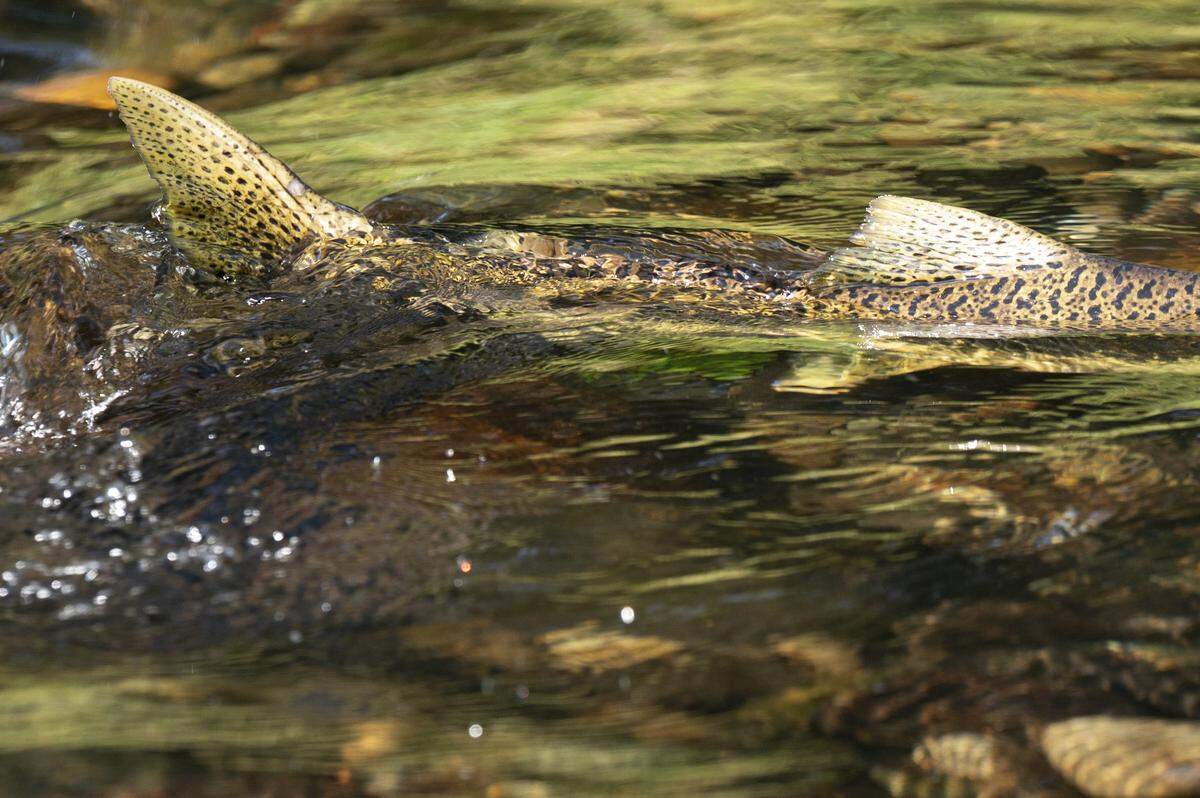 A salmon’s fins rise above the surface of South Prairie Creek as it swims upstream on Wednesday, Sept. 24, 2025, in the Prairie Ridge area of Pierce County.