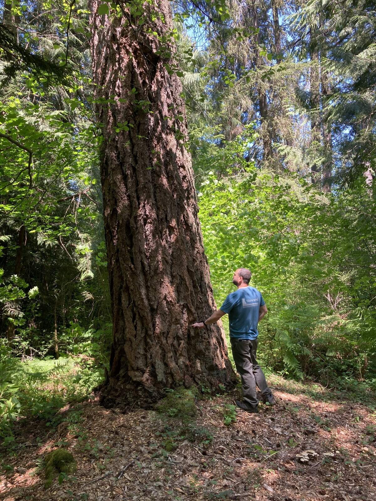 Great Peninsula Conservancy Executive Director Nathan Daniel stands next to a large Douglas Fir in the newly-conserved Butterfield Forest, near Gig Harbor, Wash.