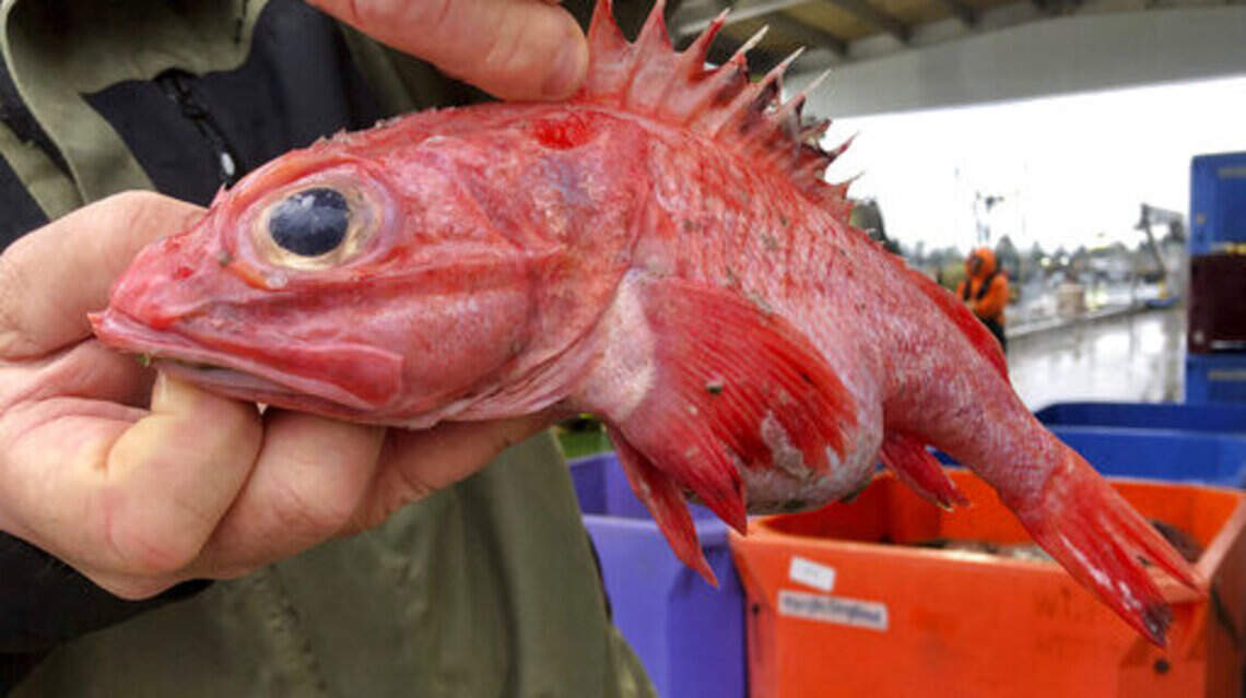 Rockfish live long, but need help to prosper