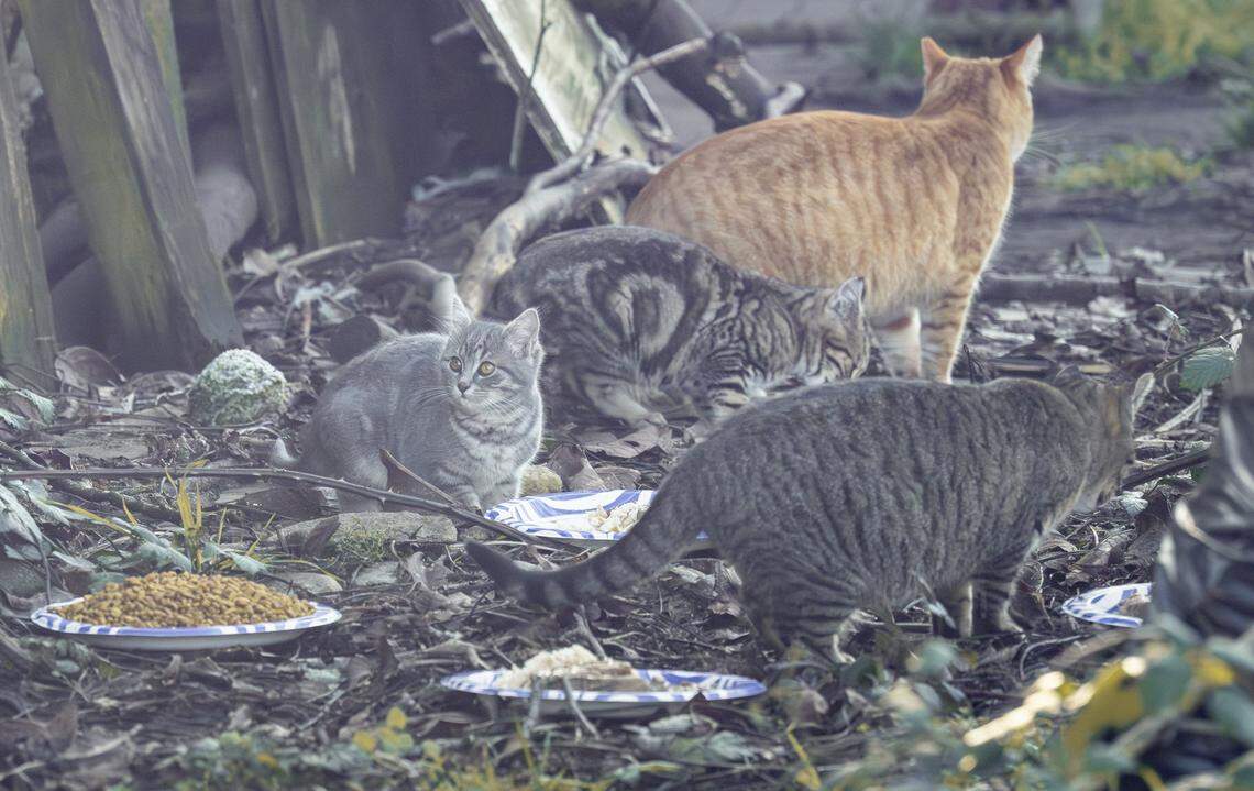 Cats from a stray colony living in an alleyway in Tacoma eat off paper plates laid out for them on Friday, Jan. 16, 2026.