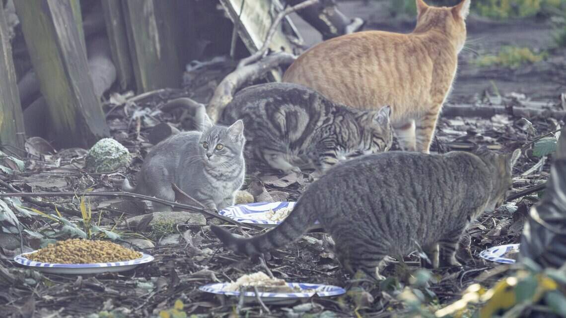 Can I feed or pet stray cats in Charlotte? What the law says