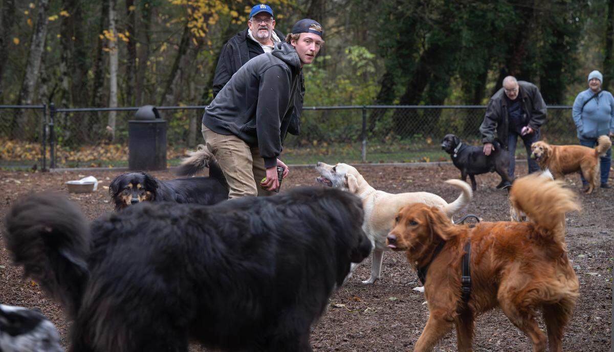 Gene Sorensen (left) and Casey Clifton play with the dogs at Clarks Creek Park off-leash dog area in Puyallup, Washington, on Tuesday, Nov. 19, 2024. Users are concerned that thick layers of bark mulch have created a soggy, stinky quagmire.