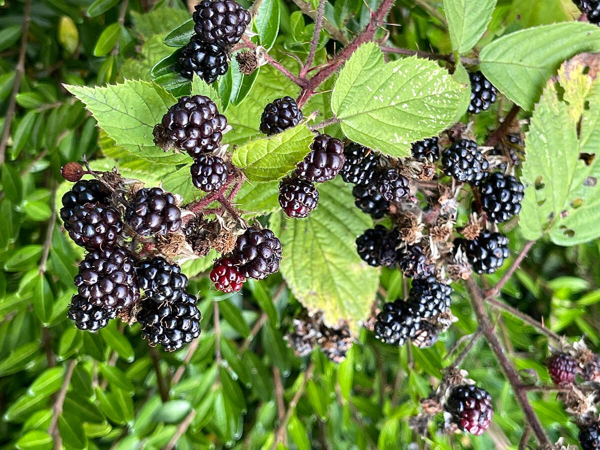 Himalayan Blackberry Bush (Rubus armeniacus)